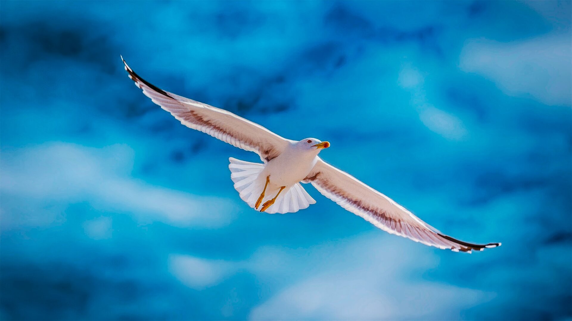 Siamo nati per volare