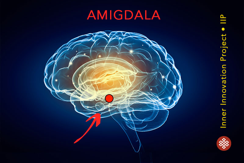 amigdala cervello